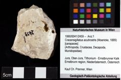 Foto (Objket + Etiketten) von Cracensigillatus acutirostris (Moericke, 1889) 